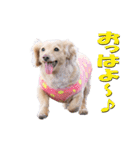 【ダックス】おデブマロンのスタンプ（個別スタンプ：1）