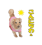 【ダックス】おデブマロンのスタンプ（個別スタンプ：2）