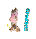 【ダックス】おデブマロンのスタンプ（個別スタンプ：4）
