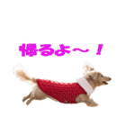 【ダックス】おデブマロンのスタンプ（個別スタンプ：7）