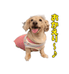 【ダックス】おデブマロンのスタンプ（個別スタンプ：9）