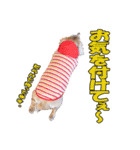 【ダックス】おデブマロンのスタンプ（個別スタンプ：10）