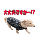 【ダックス】おデブマロンのスタンプ（個別スタンプ：12）