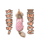 【ダックス】おデブマロンのスタンプ（個別スタンプ：13）
