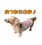 【ダックス】おデブマロンのスタンプ（個別スタンプ：14）