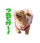 【ダックス】おデブマロンのスタンプ（個別スタンプ：21）