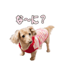 【ダックス】おデブマロンのスタンプ（個別スタンプ：24）