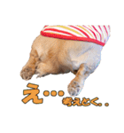 【ダックス】おデブマロンのスタンプ（個別スタンプ：29）