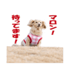 【ダックス】おデブマロンのスタンプ（個別スタンプ：30）