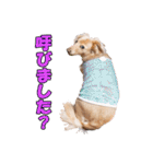 【ダックス】おデブマロンのスタンプ（個別スタンプ：31）