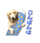 ゴールデン・レトリバーの日常スタンプ（個別スタンプ：3）