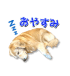 ゴールデン・レトリバーの日常スタンプ（個別スタンプ：4）