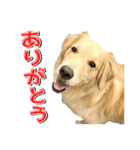 ゴールデン・レトリバーの日常スタンプ（個別スタンプ：5）