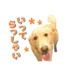 ゴールデン・レトリバーの日常スタンプ（個別スタンプ：6）