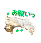 ゴールデン・レトリバーの日常スタンプ（個別スタンプ：14）