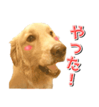 ゴールデン・レトリバーの日常スタンプ（個別スタンプ：18）