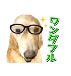 ゴールデン・レトリバーの日常スタンプ（個別スタンプ：21）