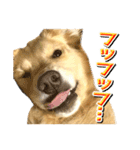 ゴールデン・レトリバーの日常スタンプ（個別スタンプ：22）