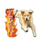 ゴールデン・レトリバーの日常スタンプ（個別スタンプ：25）