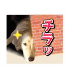 ゴールデン・レトリバーの日常スタンプ（個別スタンプ：29）