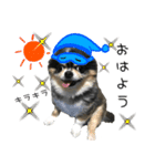 チワワのはやと（個別スタンプ：1）
