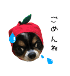 チワワのはやと（個別スタンプ：10）