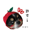 チワワのはやと（個別スタンプ：13）