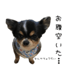 チワワのはやと（個別スタンプ：14）