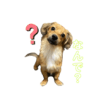 チワックスこたろう（個別スタンプ：3）