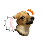 チワックスこたろう（個別スタンプ：10）
