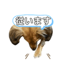 チワックスこたろう（個別スタンプ：12）
