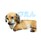 チワックスこたろう（個別スタンプ：14）