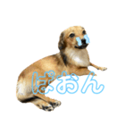 チワックスこたろう（個別スタンプ：15）