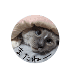 にけのスタンプ（個別スタンプ：13）