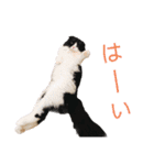 COCOココ（個別スタンプ：3）