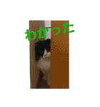 COCOココ（個別スタンプ：9）