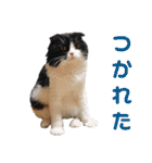 COCOココ（個別スタンプ：11）