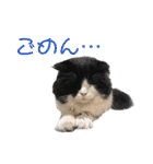 COCOココ（個別スタンプ：12）