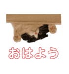 COCOココ（個別スタンプ：16）