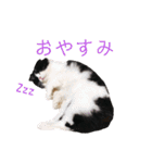 COCOココ（個別スタンプ：17）