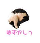 COCOココ（個別スタンプ：19）
