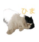 COCOココ（個別スタンプ：22）