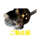 COCOココ（個別スタンプ：33）