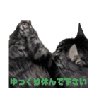 COCOココ（個別スタンプ：36）