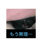 COCOココ（個別スタンプ：39）