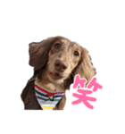 ミニチュアダックス サン☀③（個別スタンプ：15）