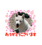 Crystal HasMara Dogs（個別スタンプ：3）