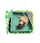 Crystal HasMara Dogs（個別スタンプ：5）
