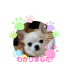 Crystal HasMara Dogs（個別スタンプ：6）