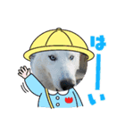 Crystal HasMara Dogs（個別スタンプ：7）